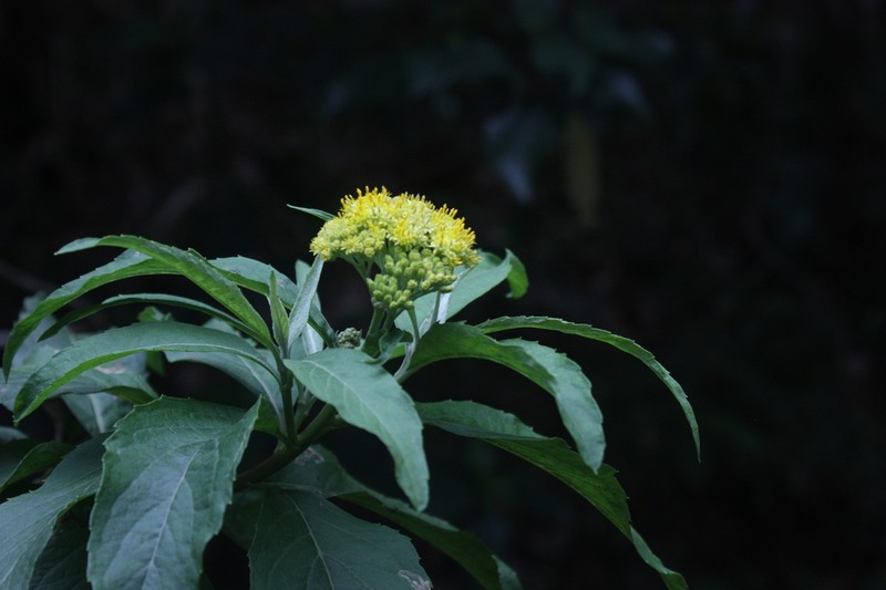 Psiadia ceylanica photo 6
