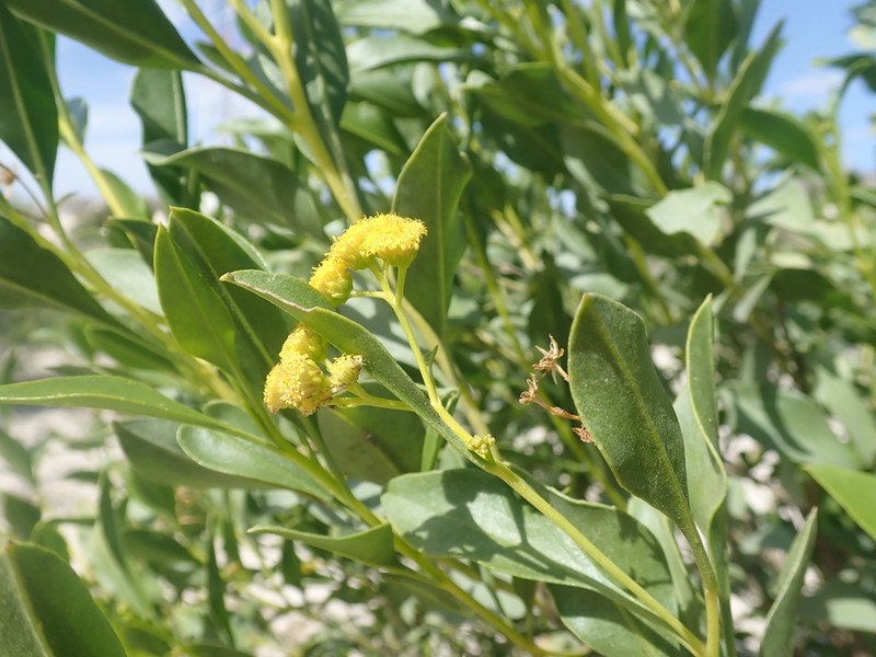 Psiadia coarctata