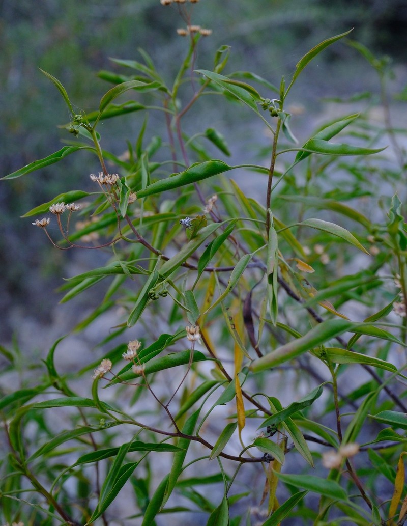 Psiadia coarctata photo 2
