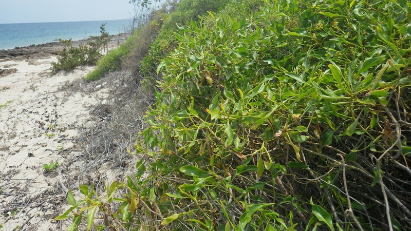 Psiadia coarctata photo 3