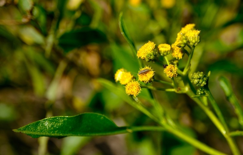 Psiadia coarctata photo 4