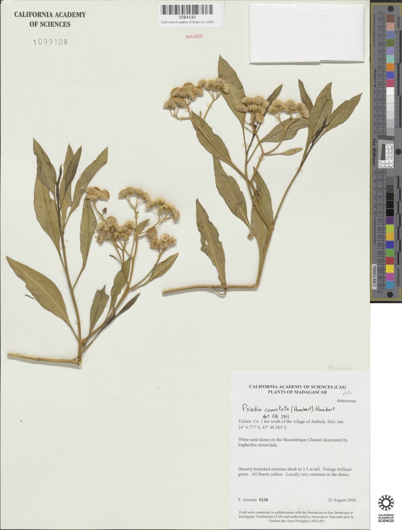 Psiadia coarctata photo 8