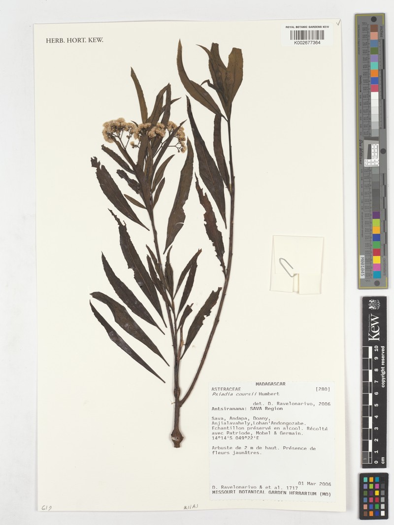 Psiadia coursii