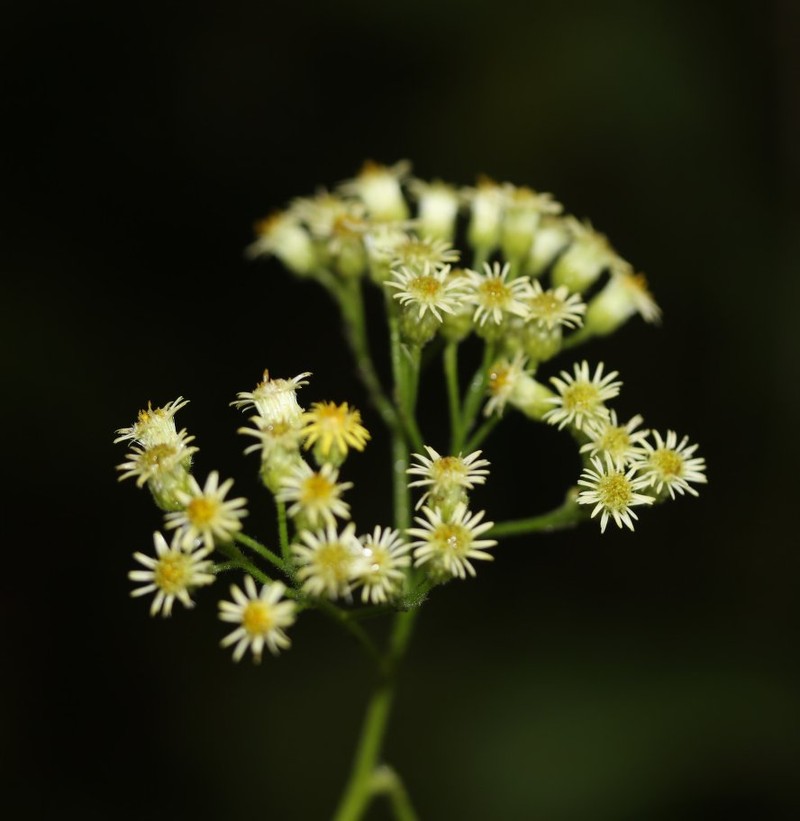Psiadia decaryi