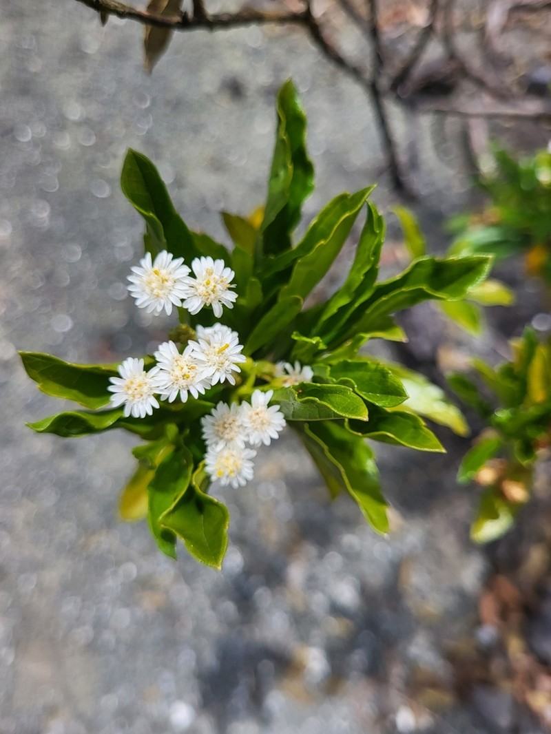 Psiadia dentata