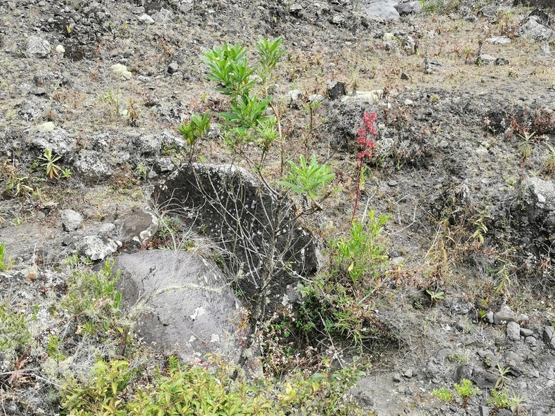 Psiadia dentata photo 2