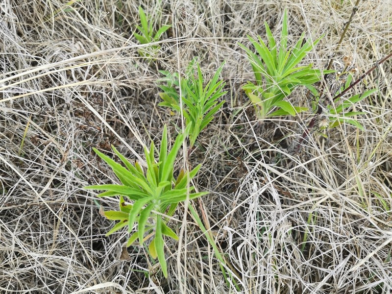Psiadia dentata photo 3