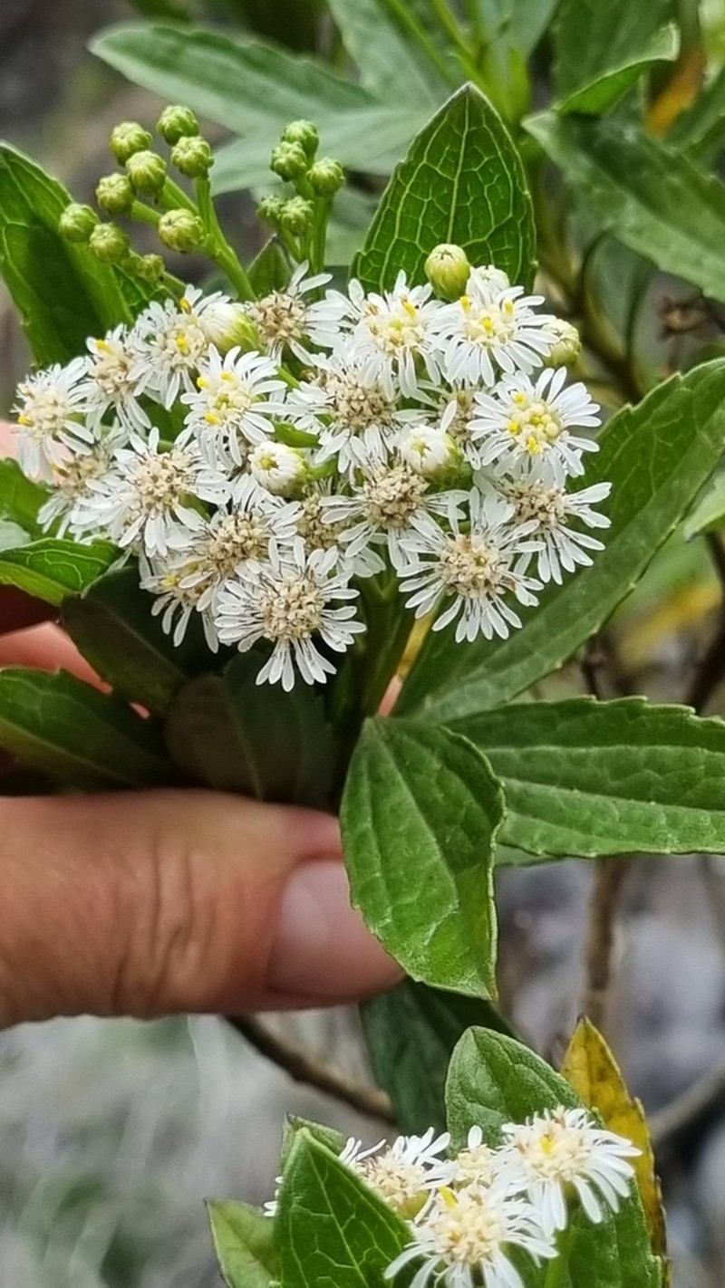 Psiadia dentata photo 4