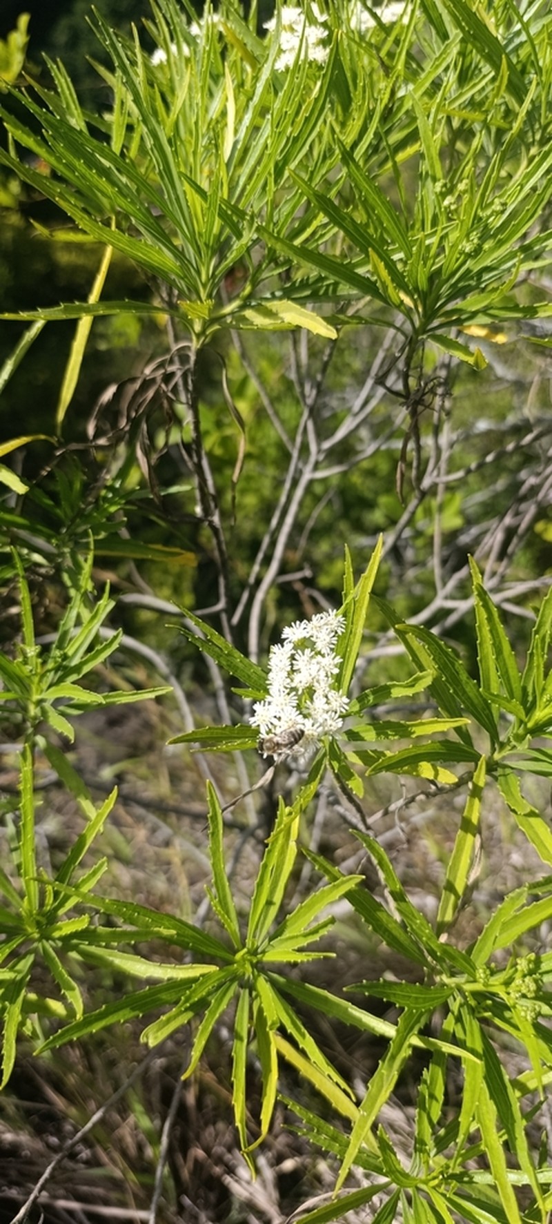 Psiadia dentata photo 5