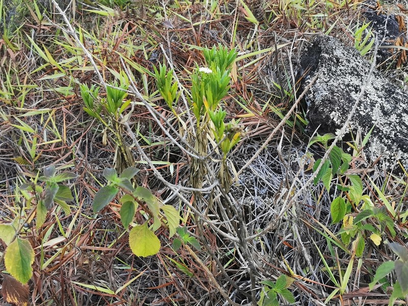 Psiadia dentata photo 6