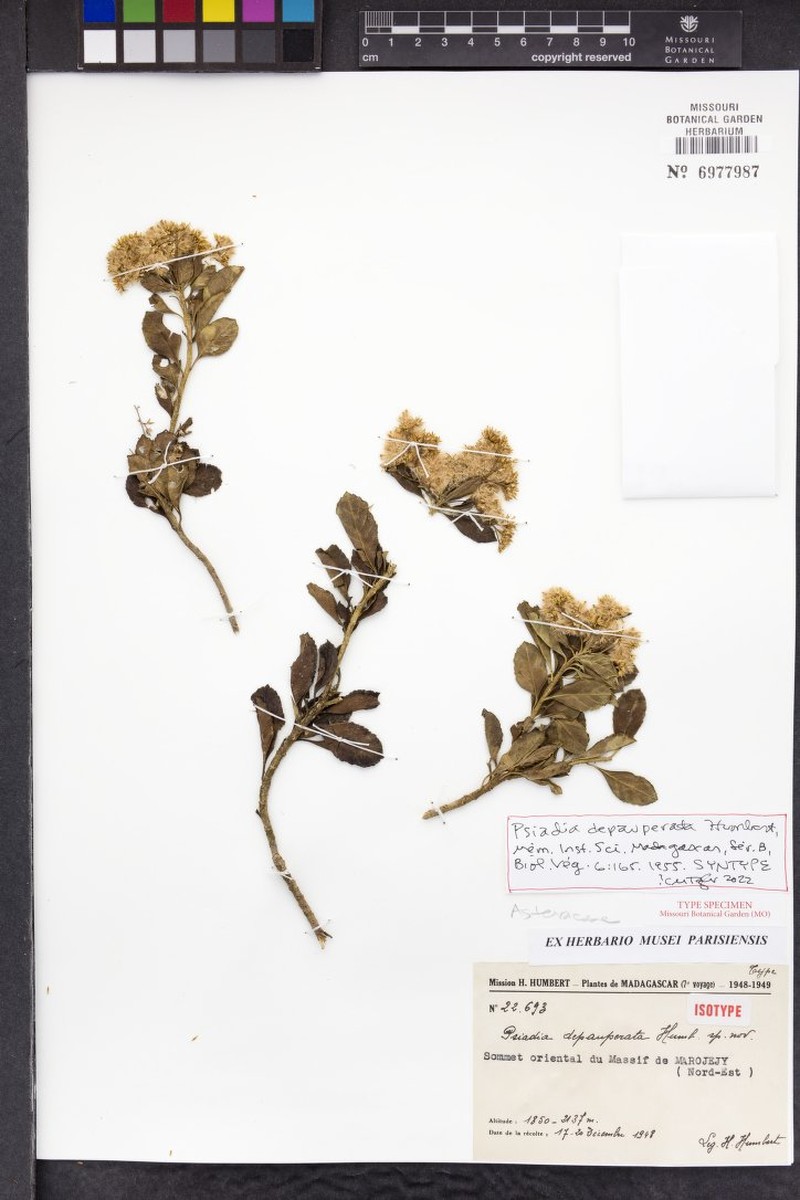 Psiadia depauperata