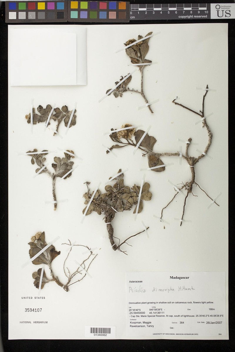 Psiadia dimorpha