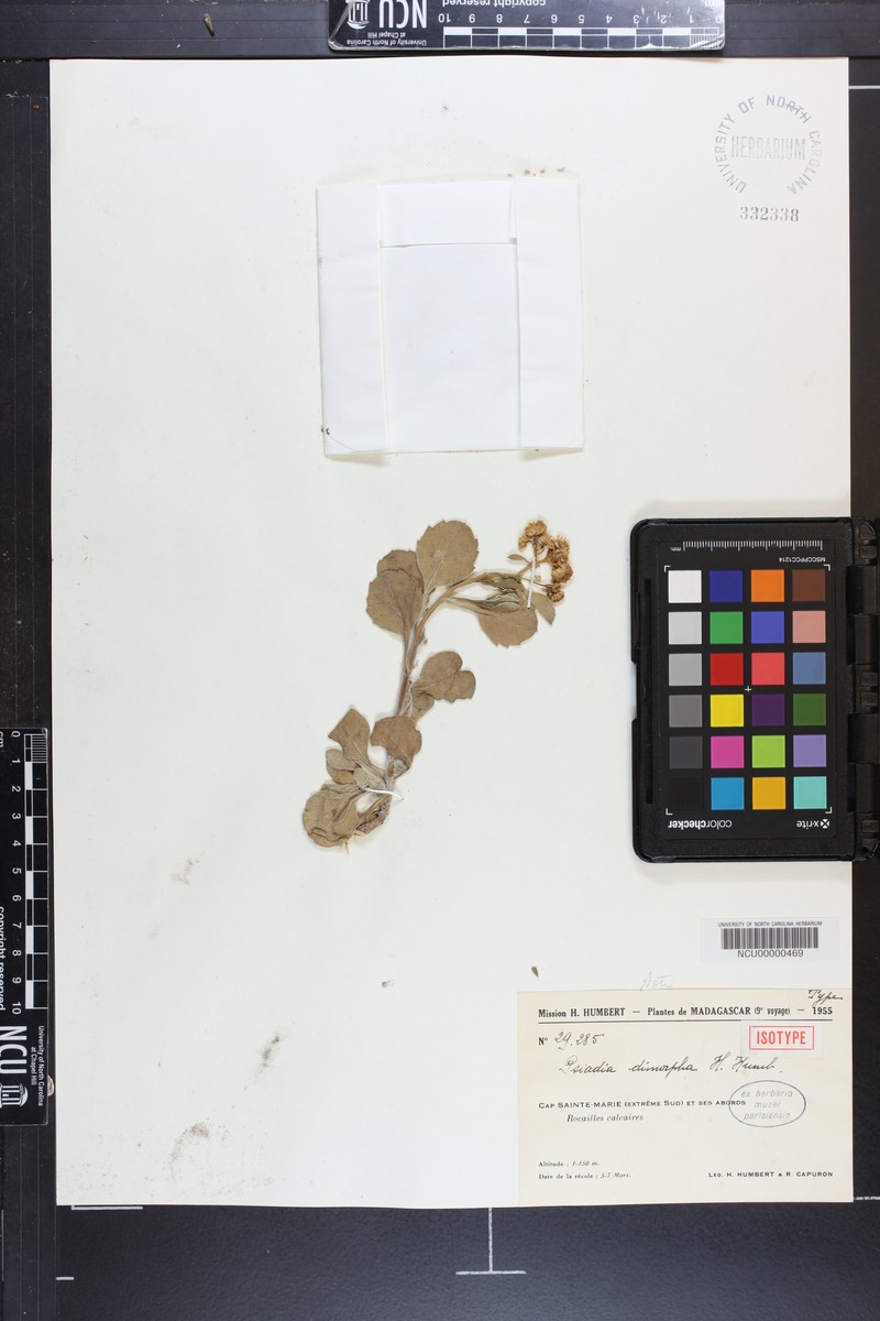Psiadia dimorpha photo 2