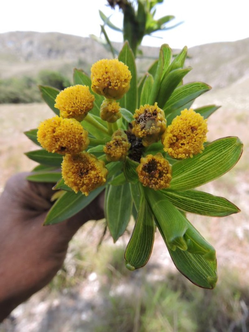Psiadia dracaenifolia