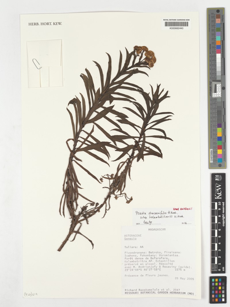 Psiadia dracaenifolia subsp. kalambatitrensis