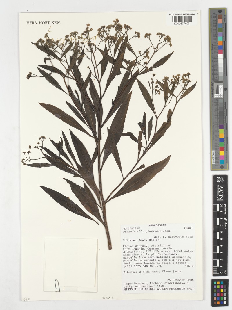 Psiadia glutinosa