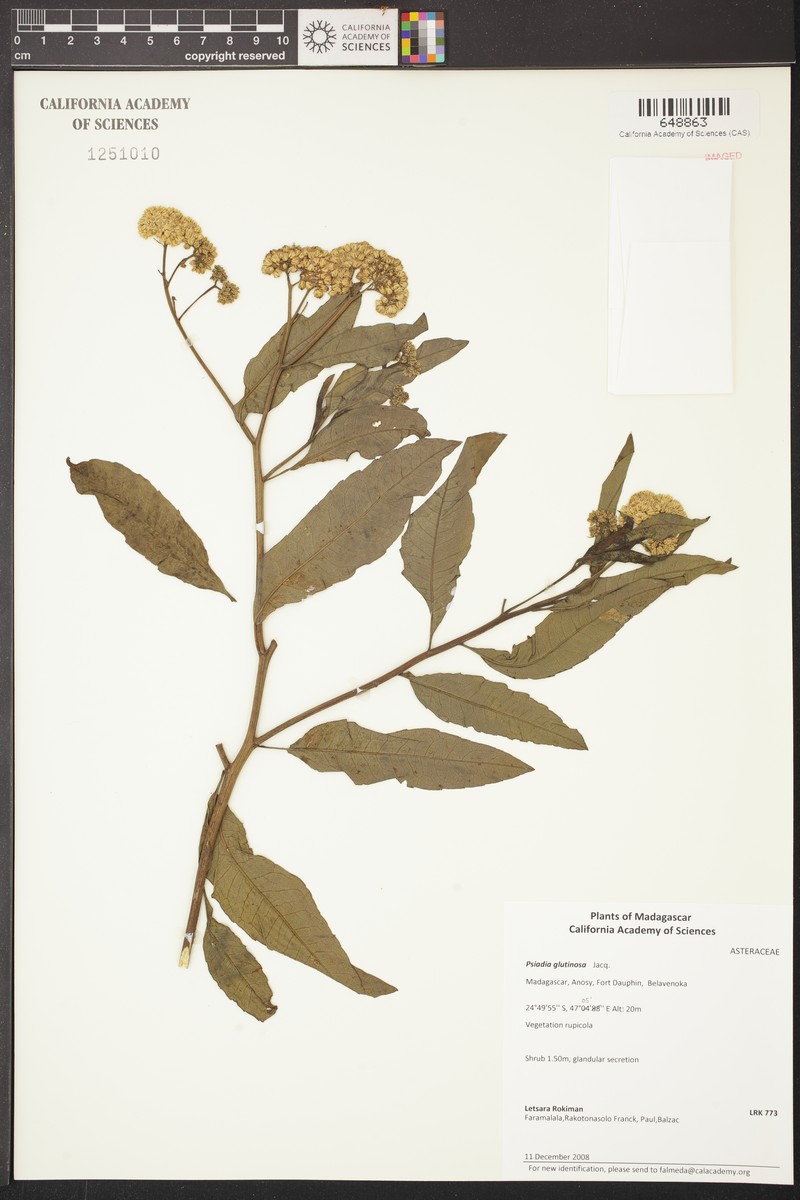 Psiadia glutinosa photo 2