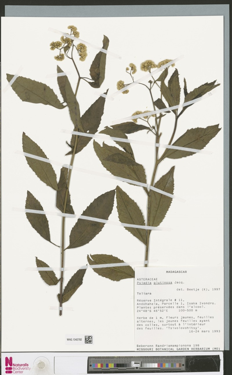 Psiadia glutinosa photo 3