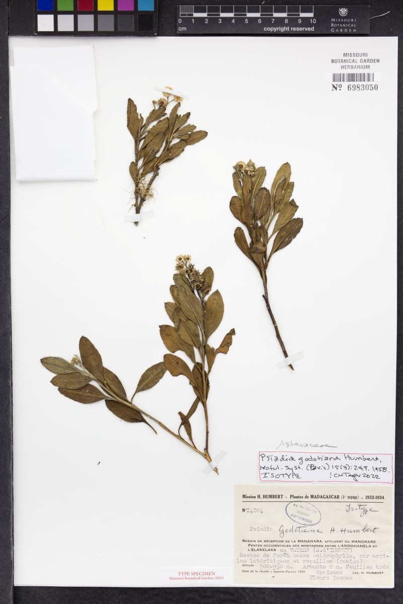 Psiadia godotiana