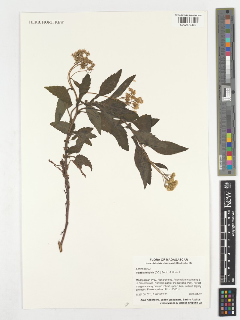 Psiadia hispida