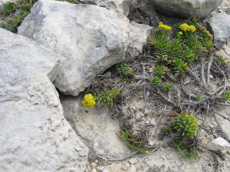 Psiadia humilis
