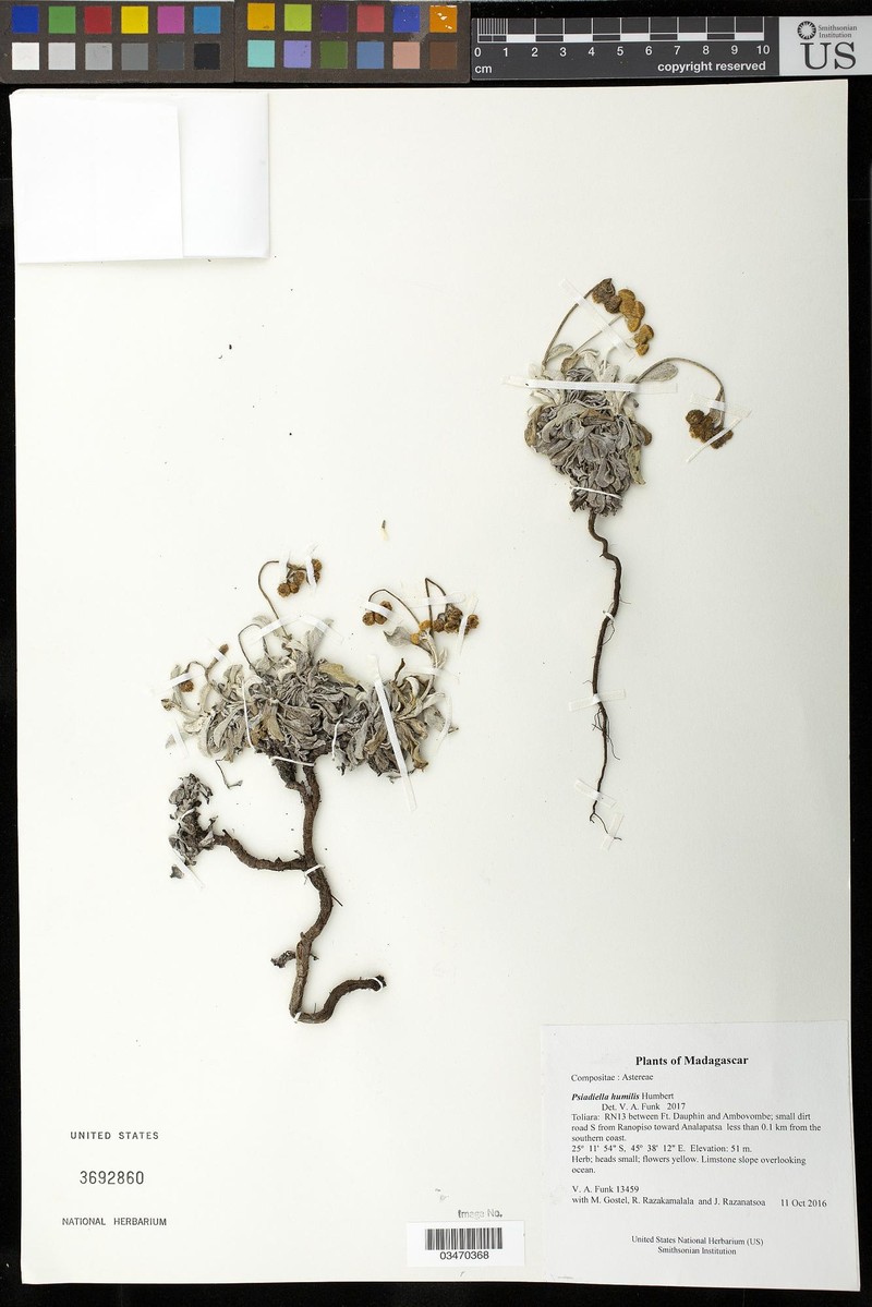 Psiadia humilis photo 3