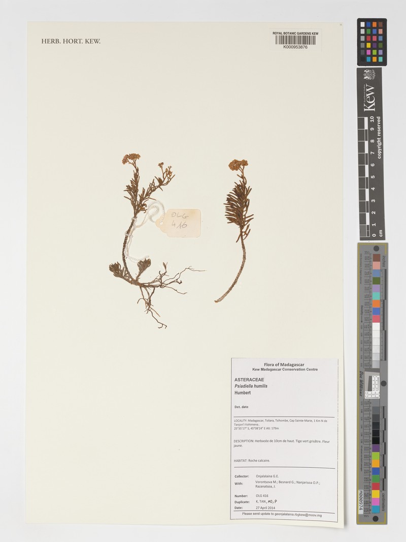 Psiadia humilis photo 4