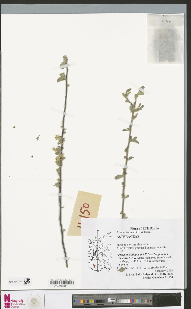 Psiadia incana