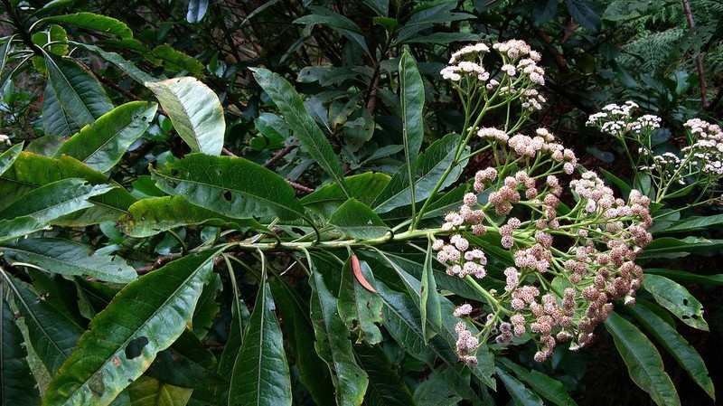 Psiadia laurifolia