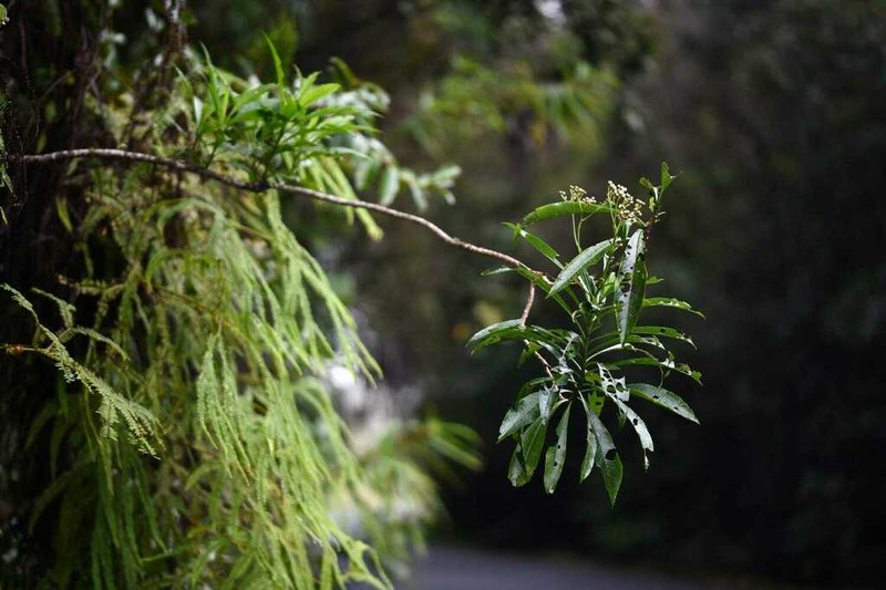 Psiadia laurifolia photo 2