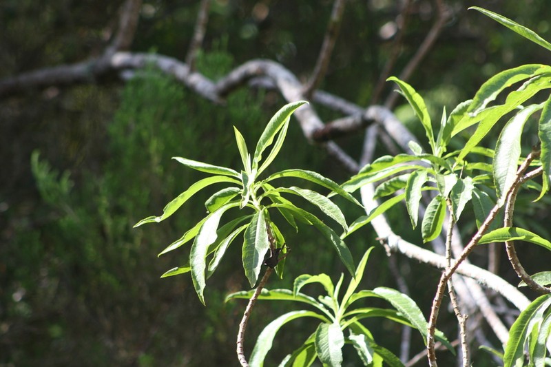 Psiadia laurifolia photo 4