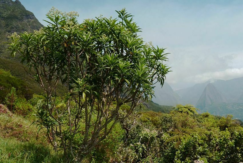 Psiadia laurifolia photo 5