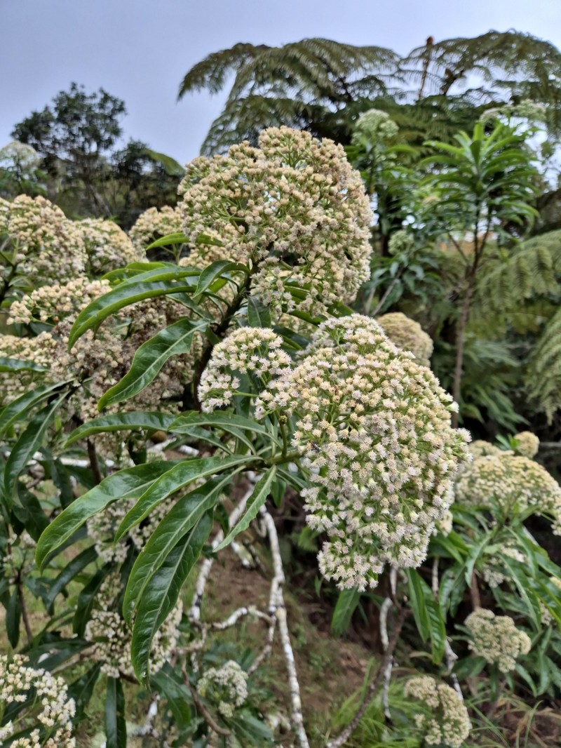 Psiadia laurifolia photo 7