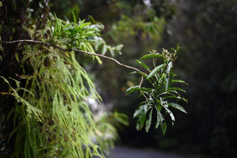 Psiadia laurifolia photo 8