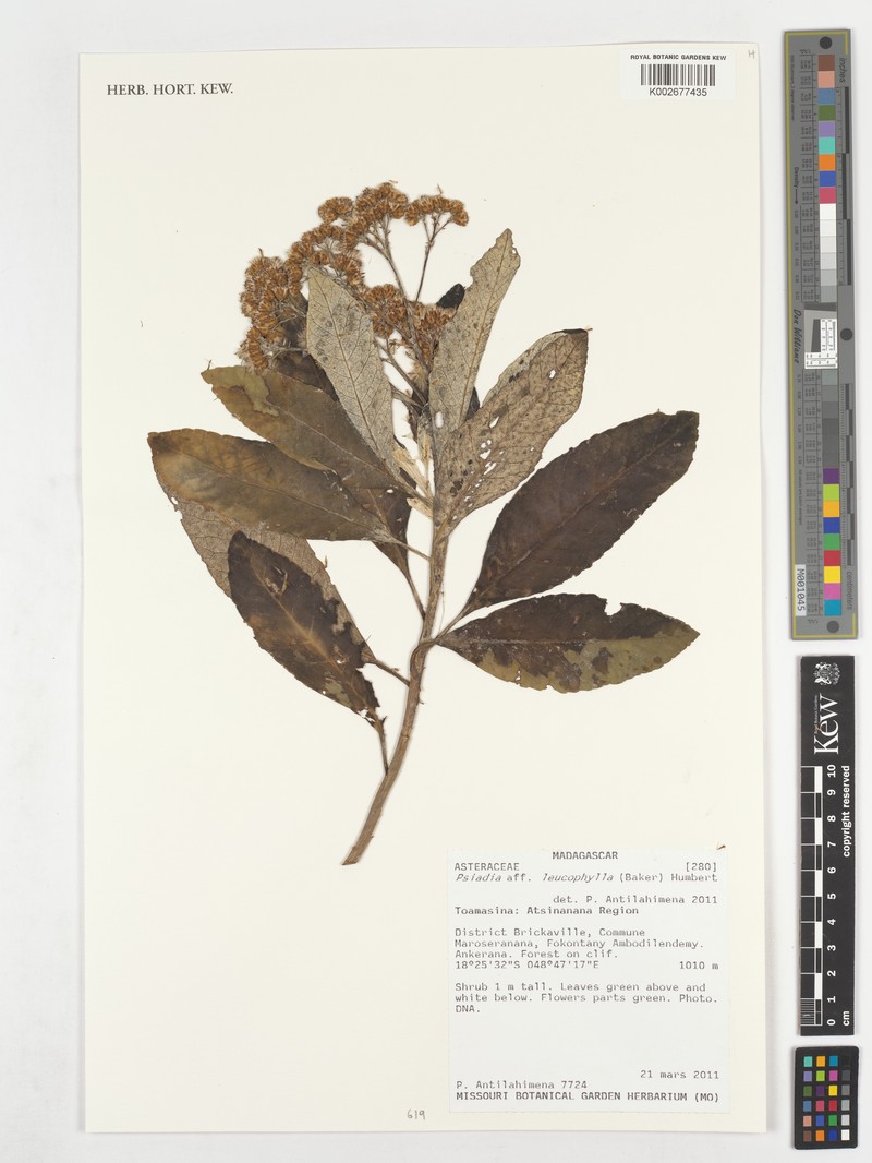 Psiadia leucophylla