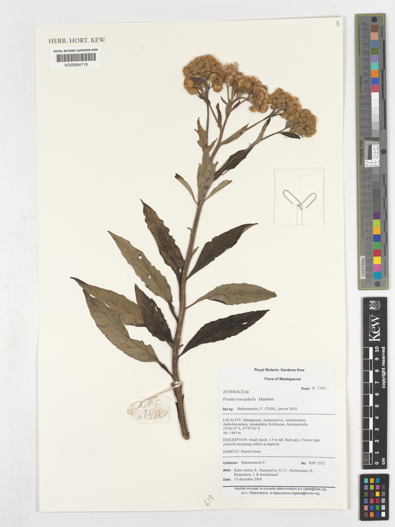 Psiadia leucophylla photo 2