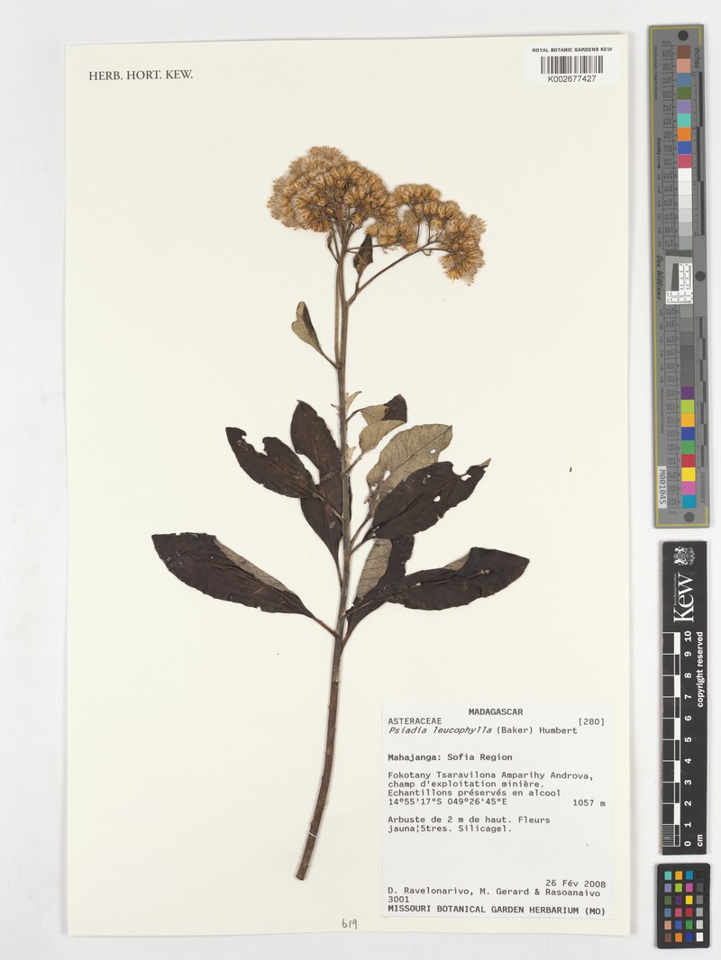 Psiadia leucophylla photo 3