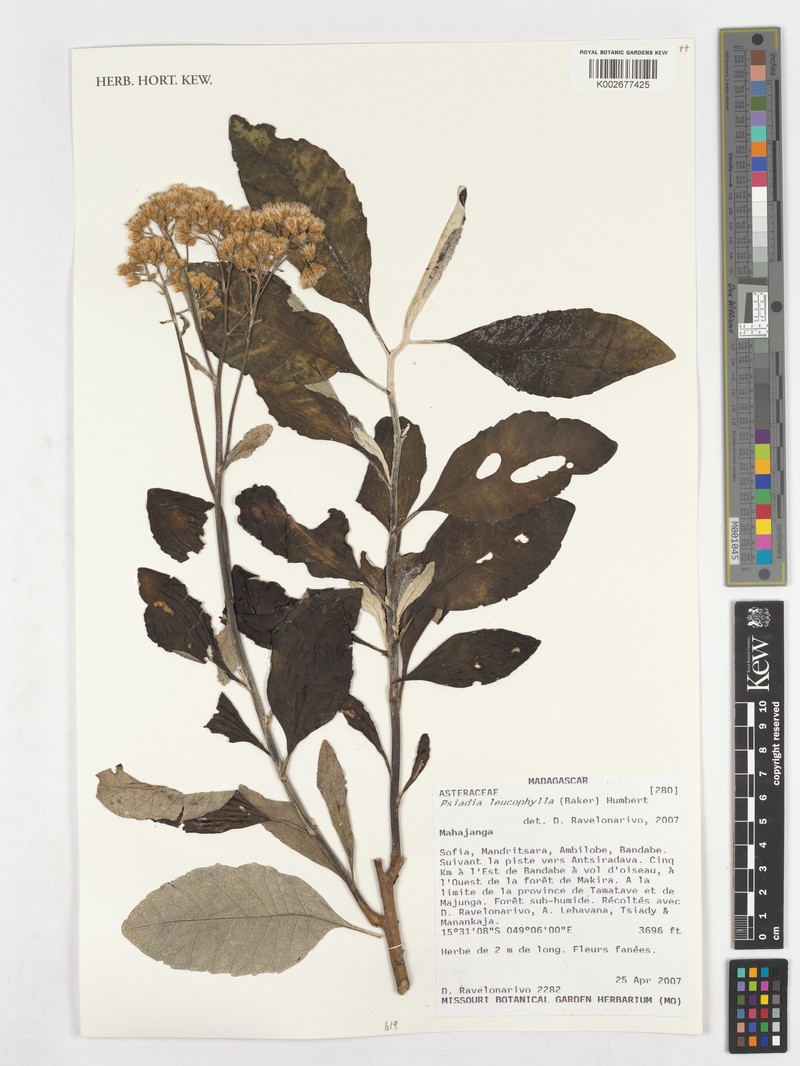 Psiadia leucophylla photo 4