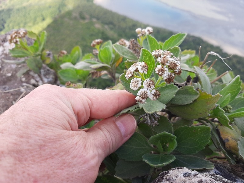 Psiadia lithospermifolia