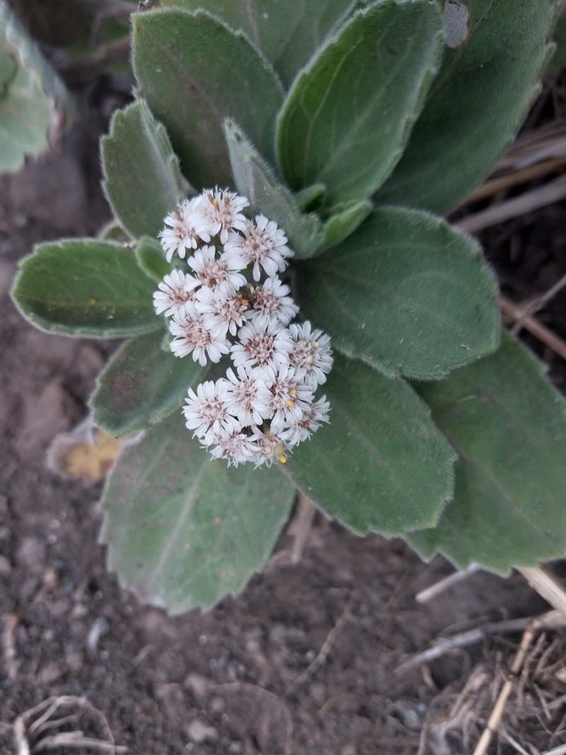 Psiadia lithospermifolia photo 2
