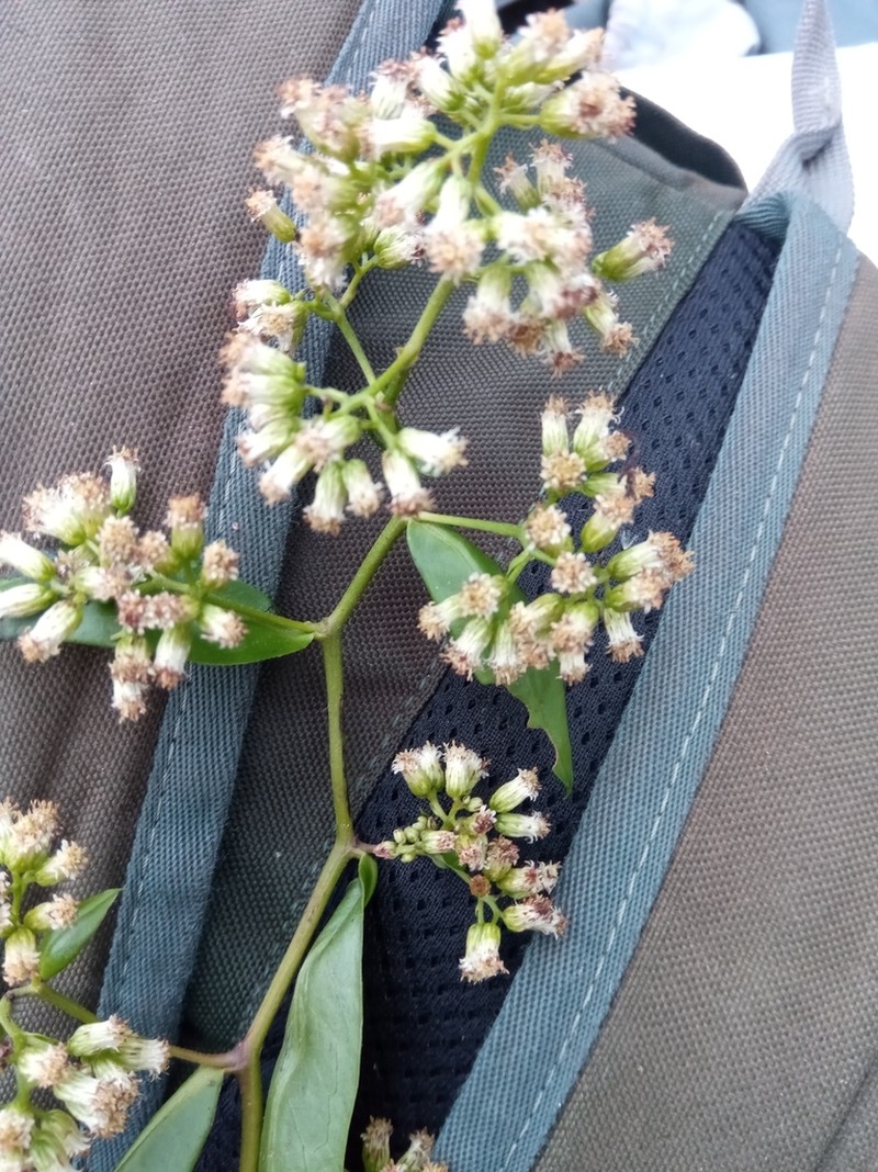 Psiadia lucida photo 2