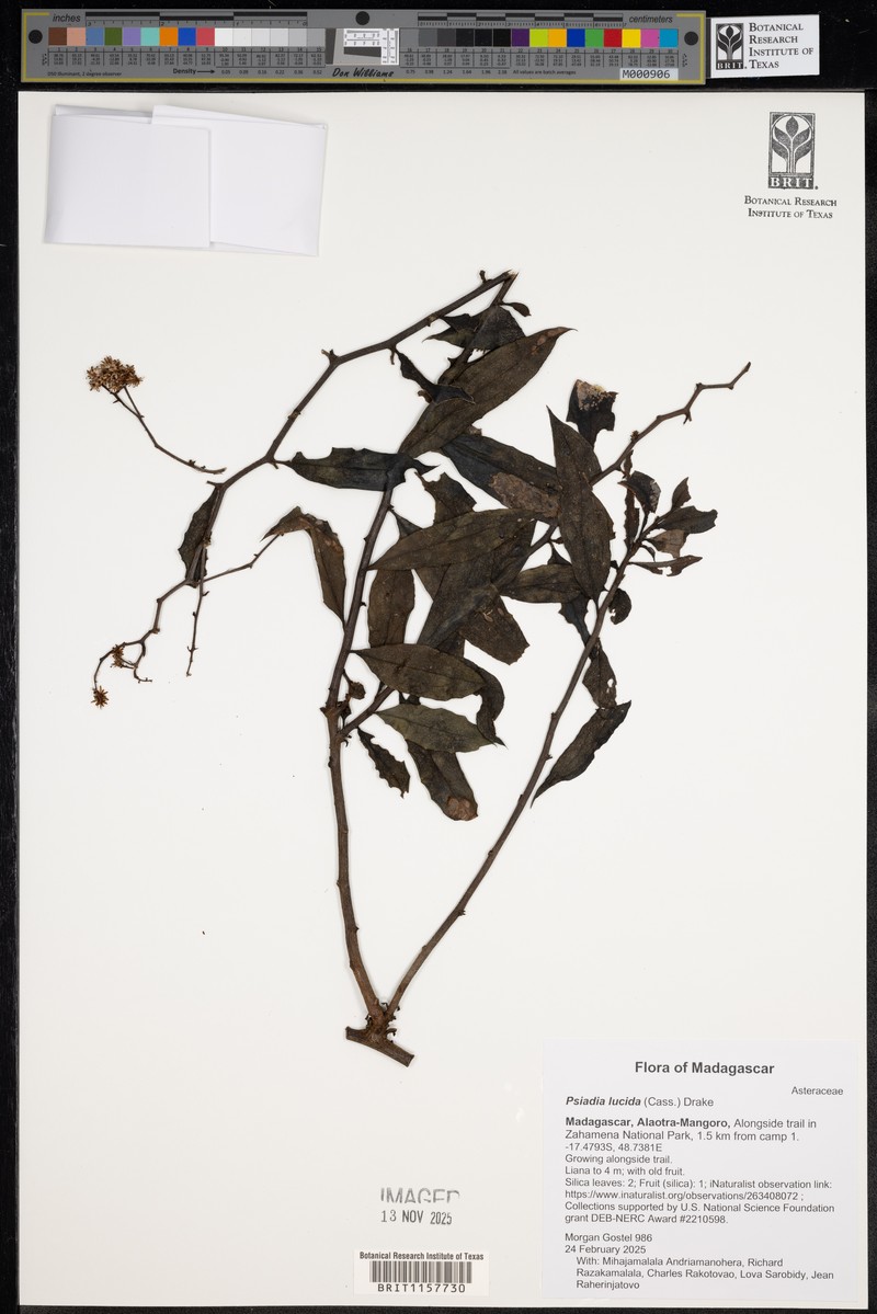 Psiadia lucida photo 3