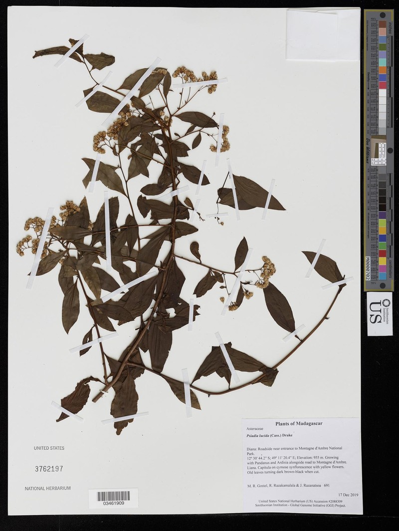 Psiadia lucida photo 4
