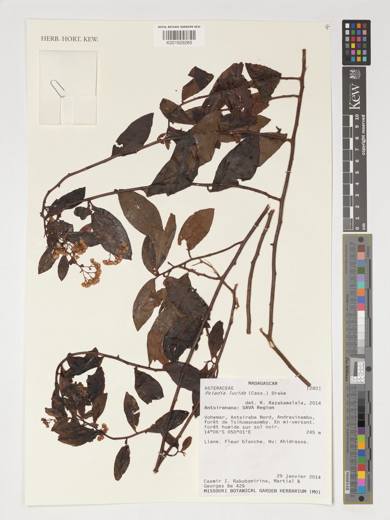 Psiadia lucida photo 5