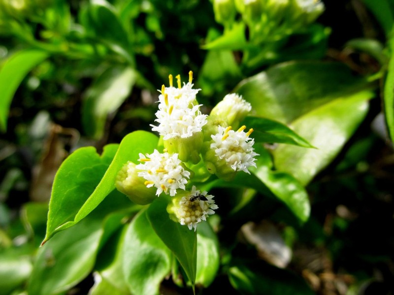 Psiadia lucida photo 6