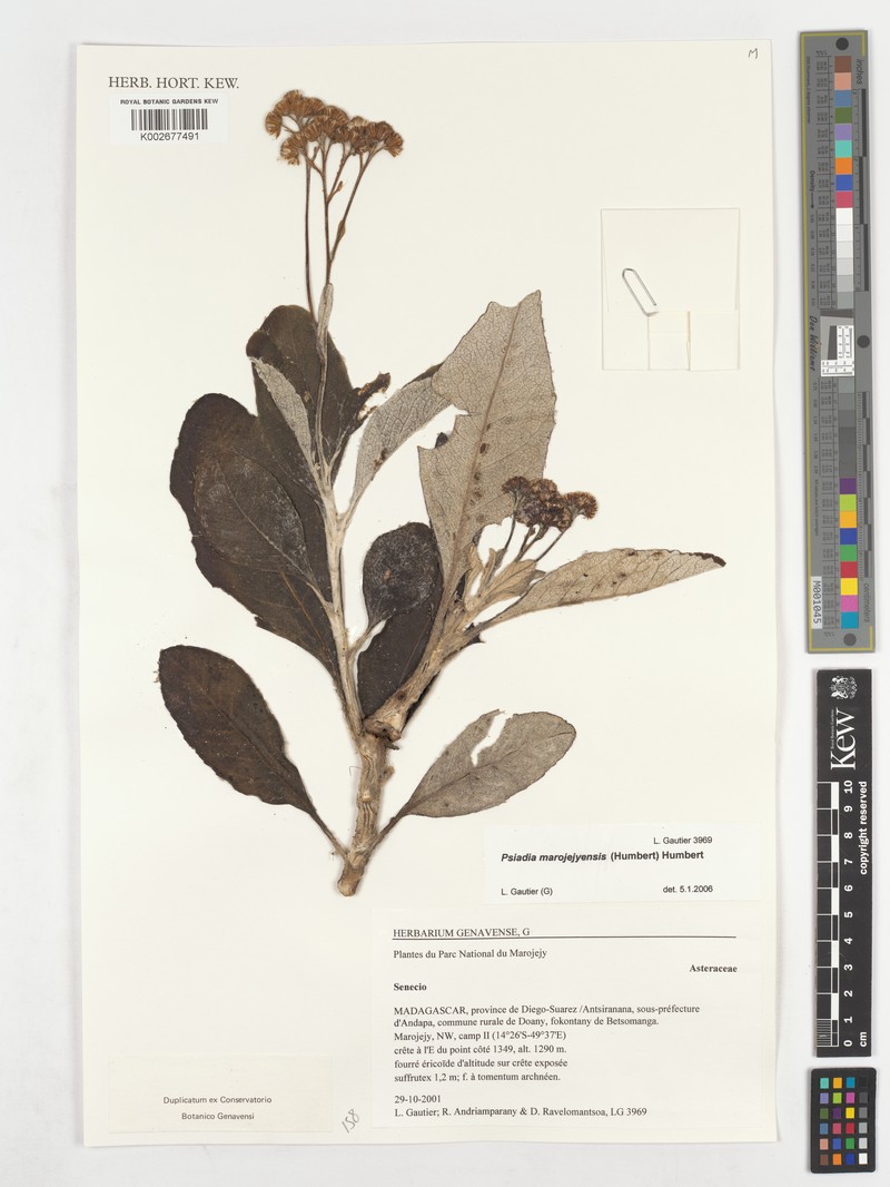 Psiadia marojejyensis