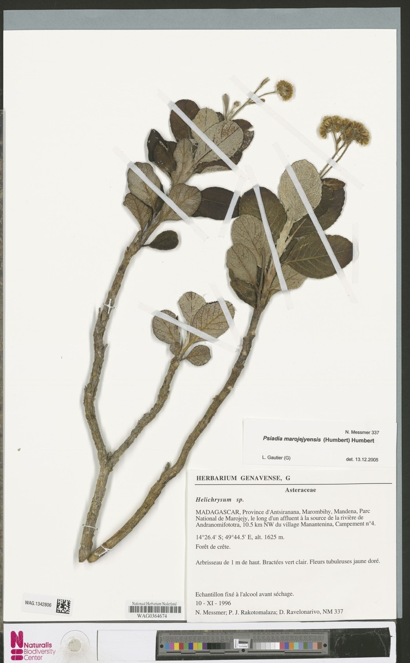 Psiadia marojejyensis photo 2