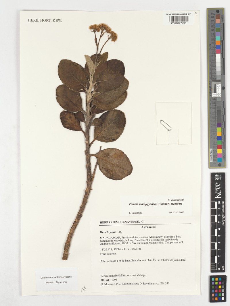 Psiadia marojejyensis photo 3