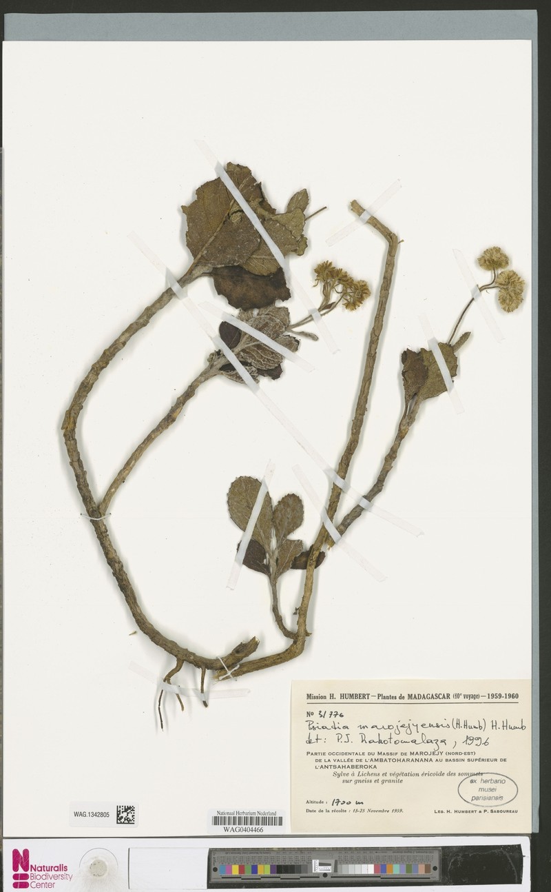 Psiadia marojejyensis photo 4