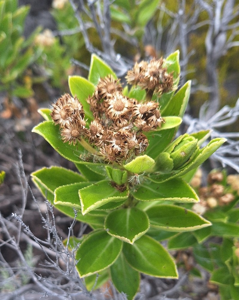 Psiadia melastomoides